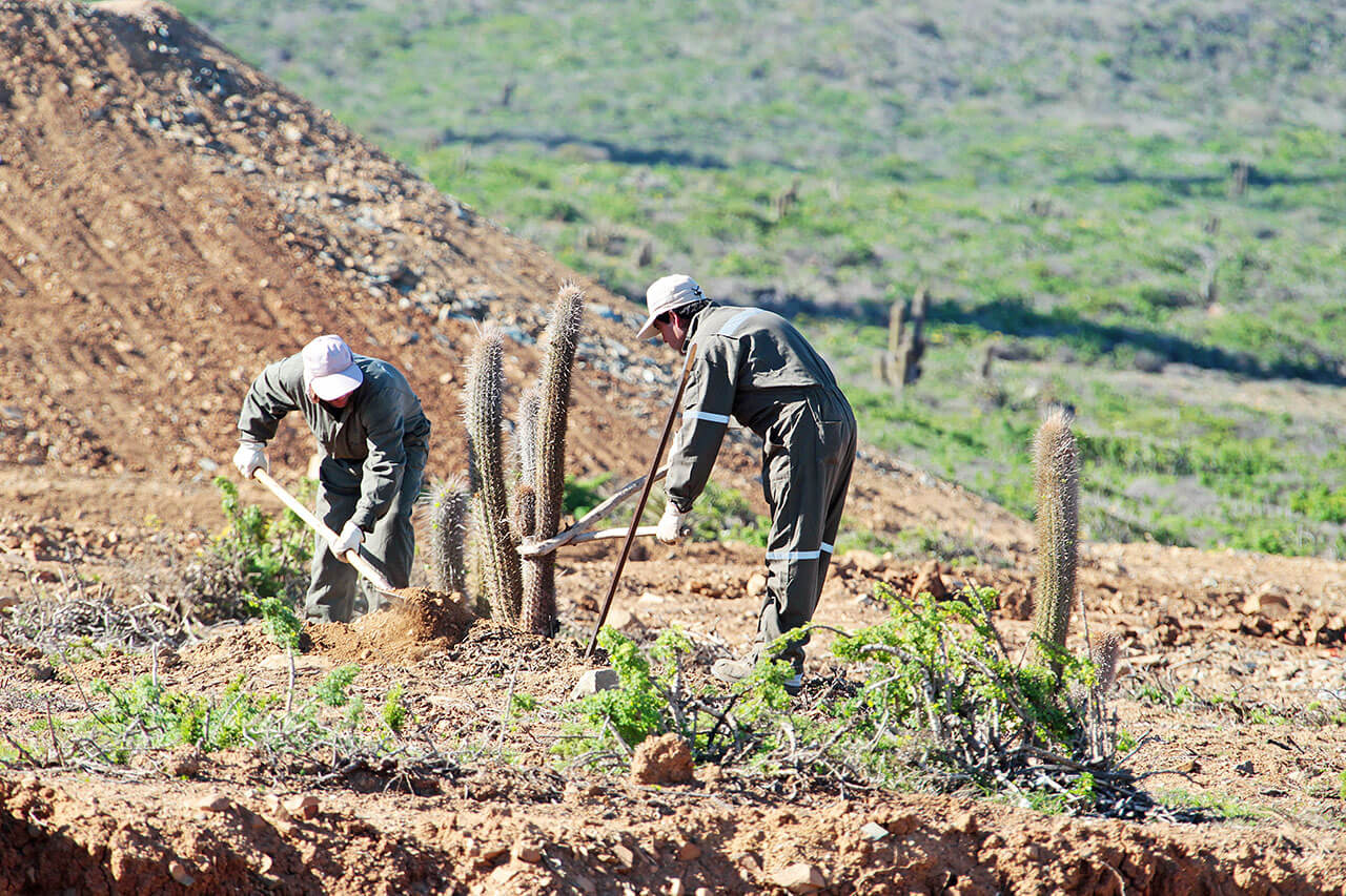 Imagen de plantación de arboles